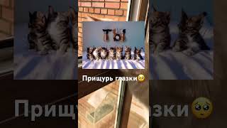 Прищурь глазки #animalcrossing #cat