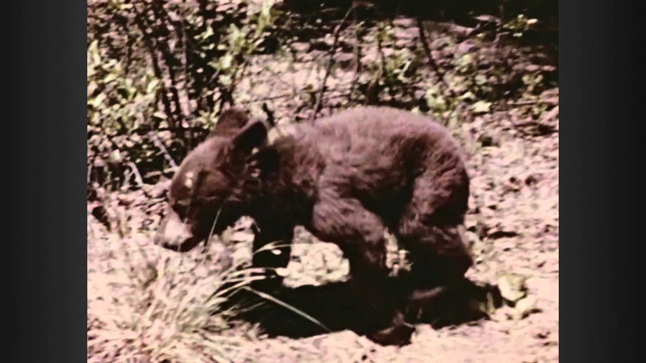 smokey the bear dies decades tv network youtube