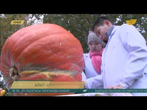 Бейне: 5 Өсетін асқабақ: асқабақтың әртүрлі түрлерін өсіру