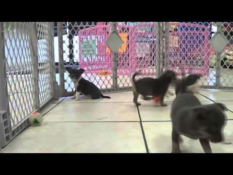 chihuahua puppies for sale nj lhasa apso puppies dogs for sale in newark new jersey nj 19breeders paterson chihuahua puppies for sale nj lhasa apso puppies dogs for sale in newark new jersey nj 19breeders paterson