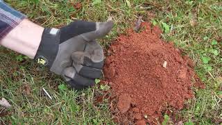 How to Find Active Mole Tunnels