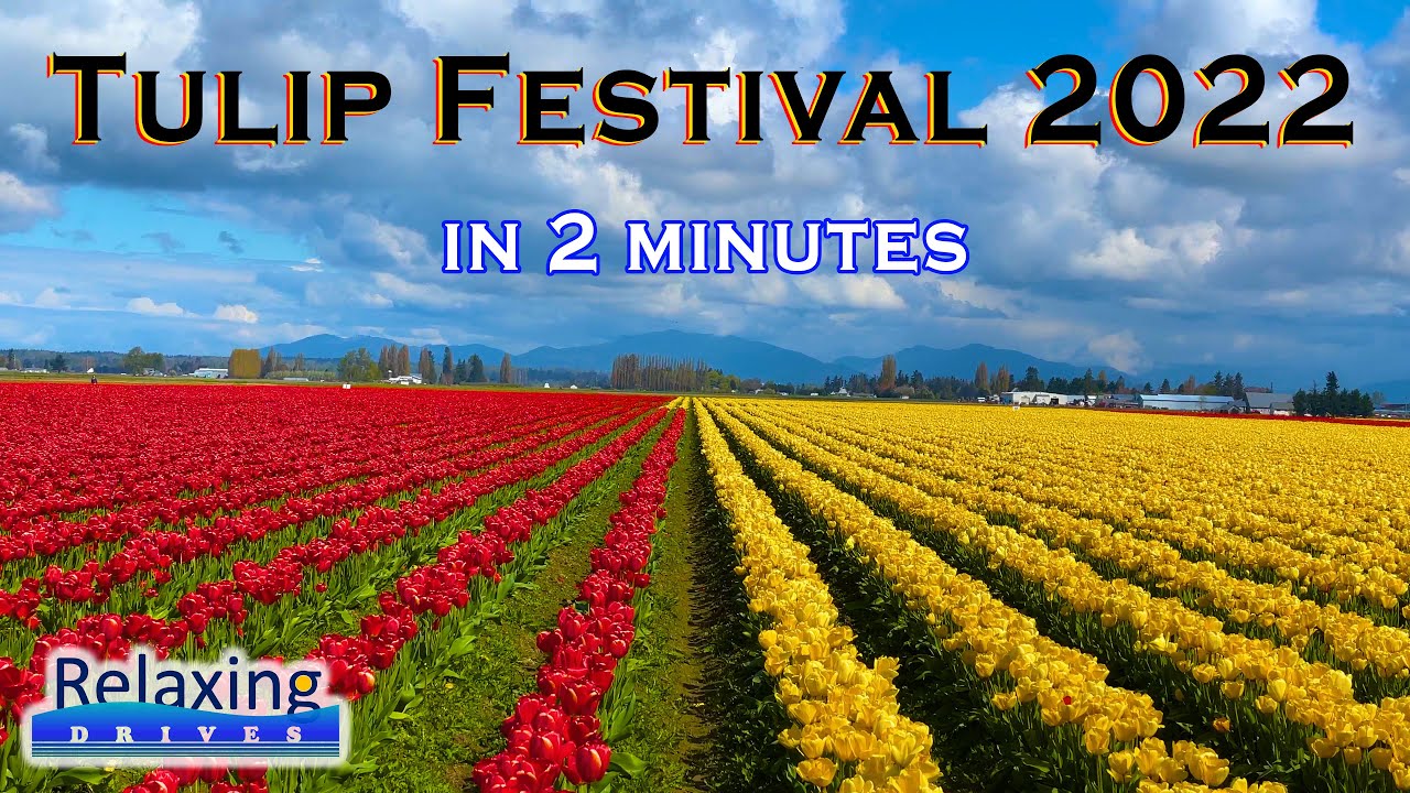 Tulip Festival in 2 minutes Mt Vernon, WA Relaxing Drives YouTube