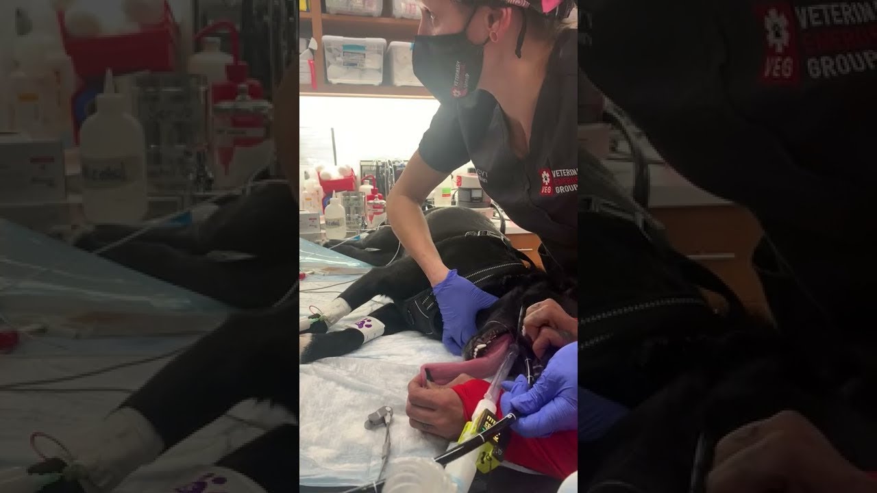 Dog Who Swallowed a Tennis Ball Saved by Endoscopy ViralHog YouTube