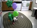 DOG vs. BALLOONS IV: AIRBORNE ASSAULT