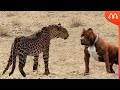 LEOPARDO vs PITBULL: QUEM VENCE ESSA BATALHA?