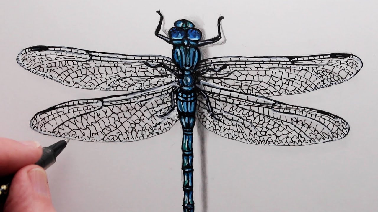 How to Draw a Dragonfly: Step by Step Drawing for Beginners