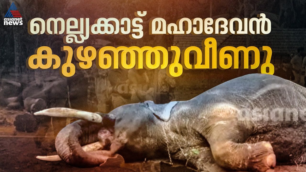 കൊച്ചി തിരുനെട്ടൂര്‍ മഹാദേവ ക്ഷേത്രത്തിലെ ഉത്സവത്തിനെത്തിയ ആന കുഴഞ്ഞുവീണു