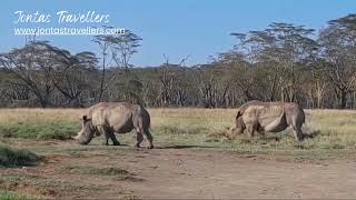 White Rhinos at Lake Nakuru National Park