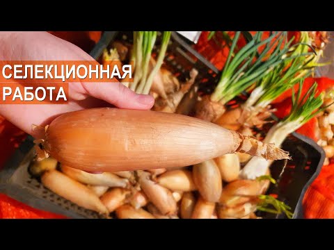 ЛУК ШАЛОТ И РЕПЧАТЫЙ ЛУК. Селекционная работа. Фермер Роман Алыев.