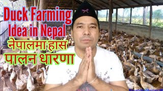 Duck Farming Idea in Nepal हाँस फार्मिंग बाट फाइदाजनक​ अण्डा वा माउ बाट सिधै सुरुवात