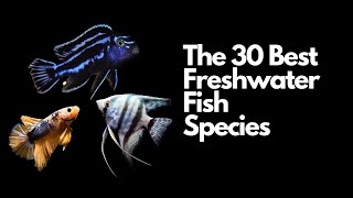 The 30 Best Freshwater Aquarium Fish