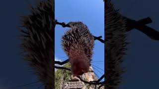 Hangout with a prehensile-tailed porcupine #shorts