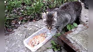Feline Feeding Experiences Wandering Kitties in the Urban Forest of Ukraine