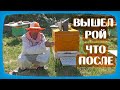 ПЧЕЛОСЕМЬЯ ВЫПУСТИЛА РОЙ, ЧТО ПОСЛЕ