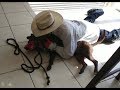 Fighting Pit Bulls in Miami Part 1- Dog Whisperer BIG CHUCK MCBRIDE vs. Cesar