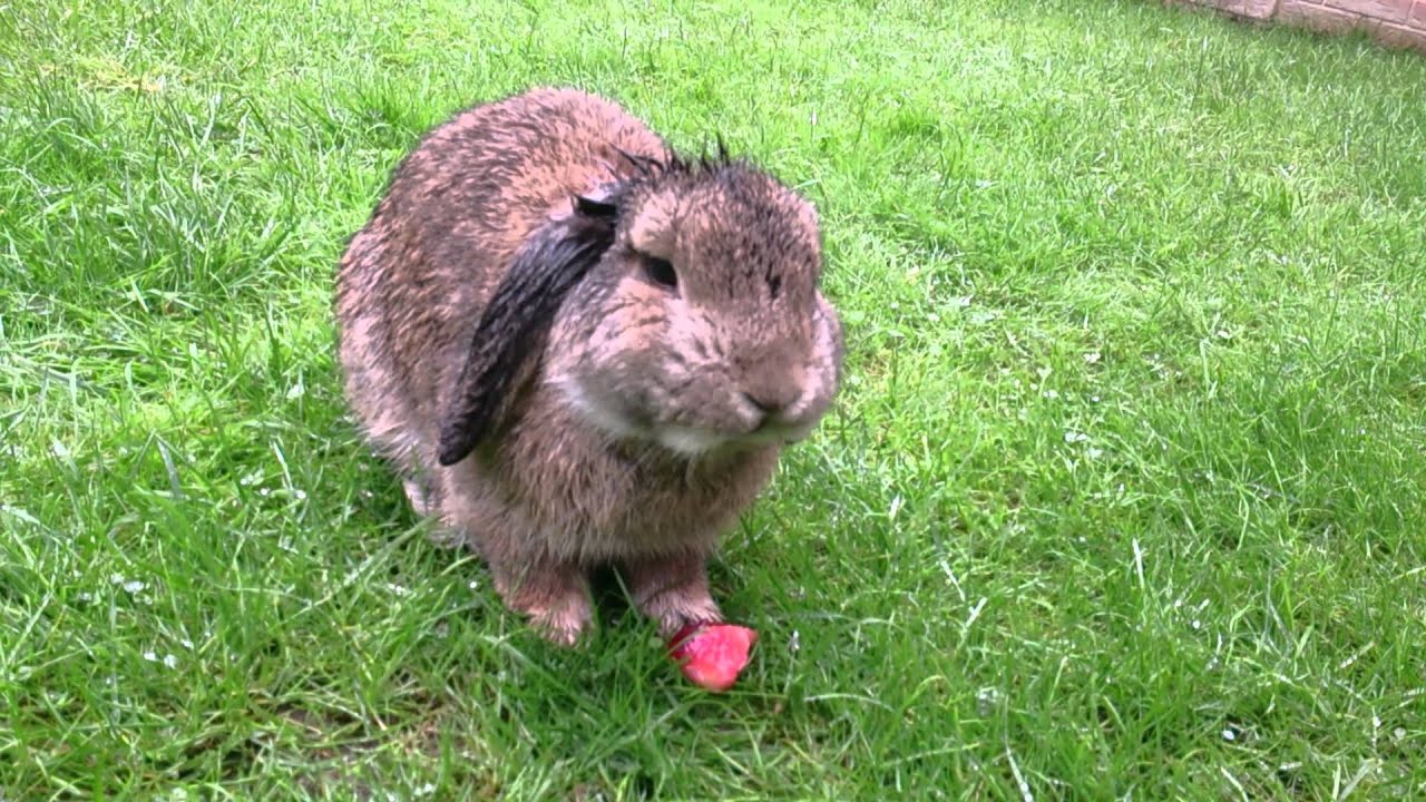 Cute Floppy Ears Rabbit Eats Nectarine 