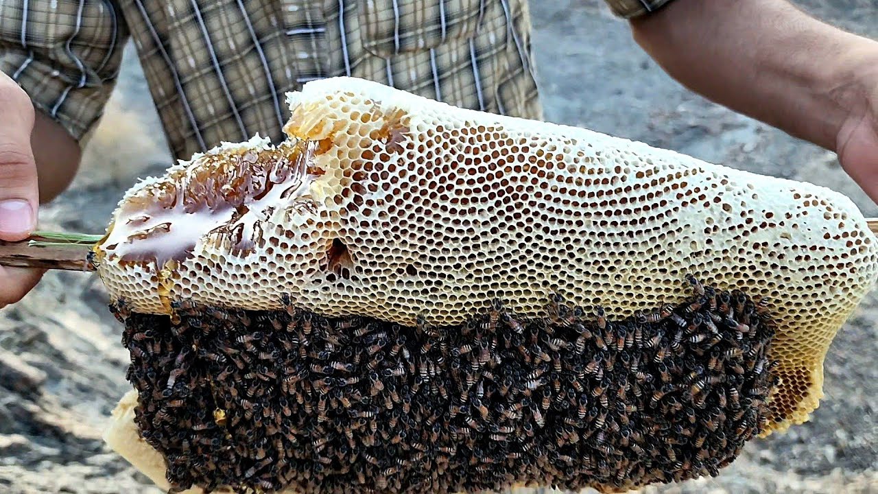 قص خلية نحل أبو طويق بعد نقلها للجبل ٣ أسابيع