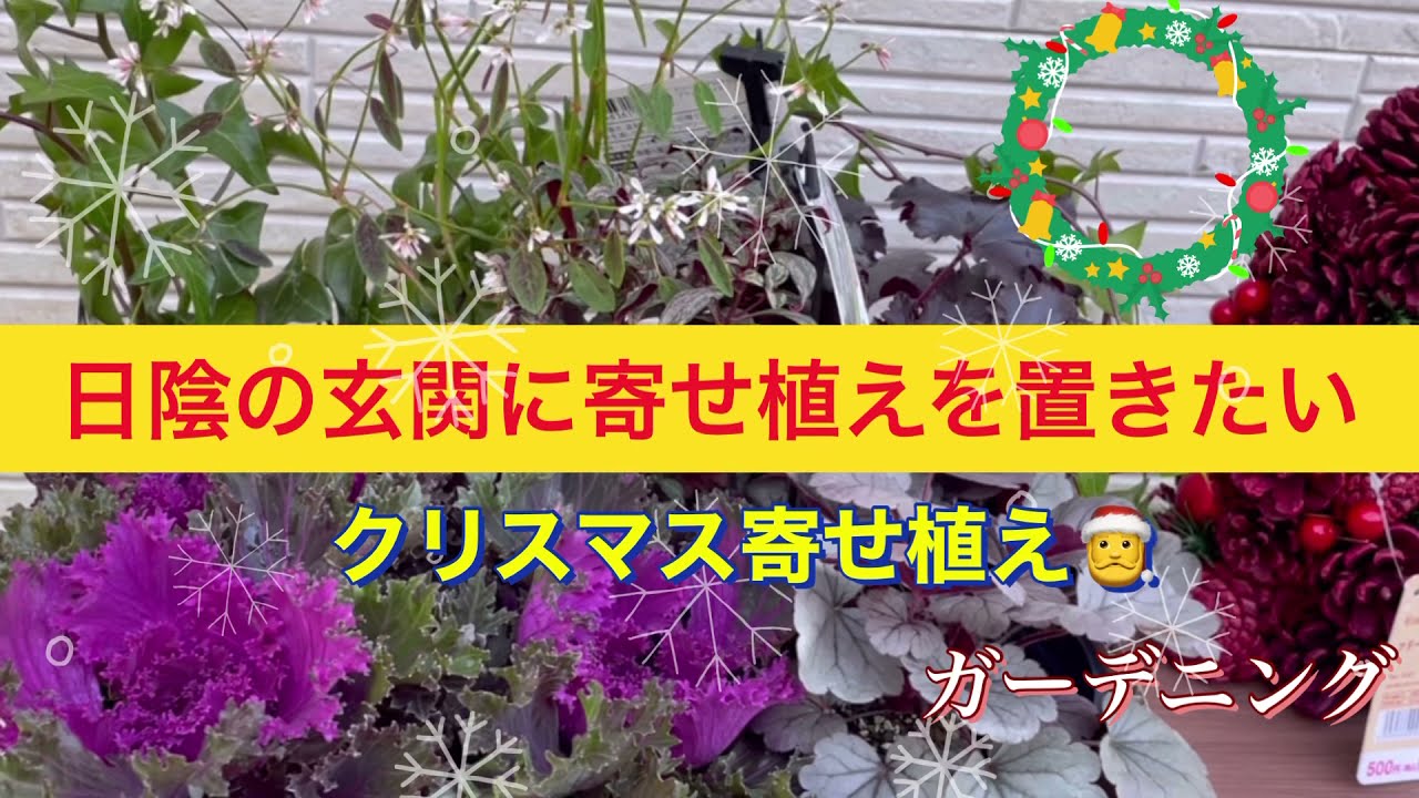 日陰の玄関に寄せ植えを置きたい クリスマス寄せ植え Youtube