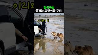 일촉즉발 쫒기는 고양이를 구하다