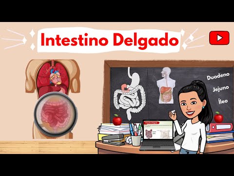 SISTEMA DIGESTÓRIO: Intestino Delgado (Duodeno, Jejuno e Íleo)