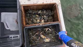 Pulling and cleaning blue crab traps in Biscayne Bay Florida