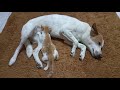 An Amazing -  Generous Dog Becomes An Instant Mother of a Sad Kitten