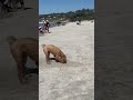 Puppy Enjoys Playing by the Beach