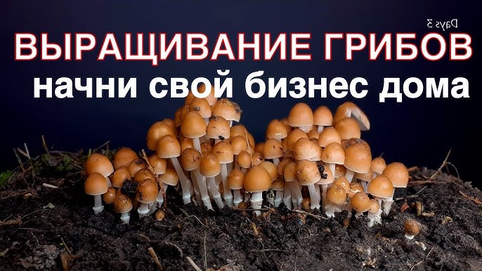 Выращивание грибов как бизнес секреты успешного старта и выбора видов грибов