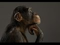 Шимпанзе/Chimpanzees