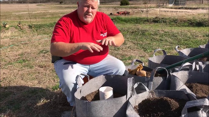 How to Grow Sweet Potatoes in Feed Bags - Fresh Eggs Daily® with