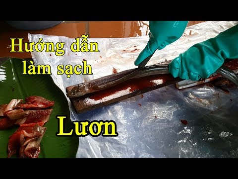 Video: Cách Cắt Lươn