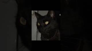 creepy cat pfps #cat #catlover #shorts #pfp