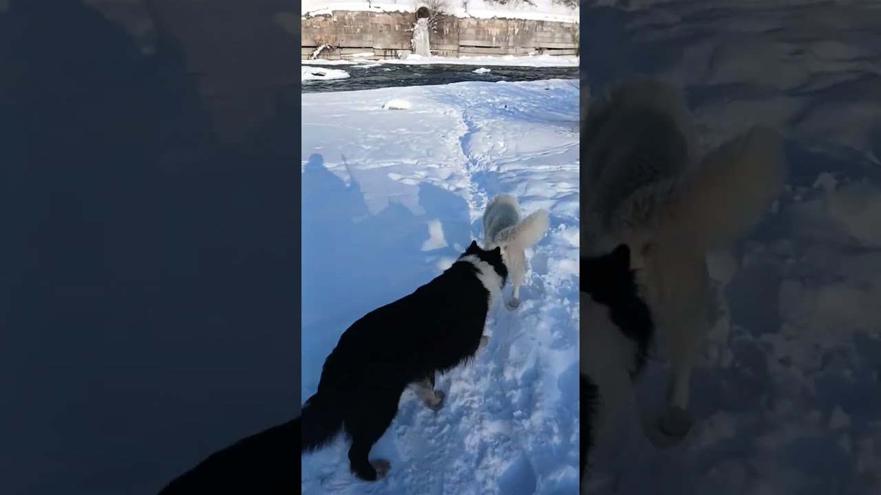 У каналі Йо, рідні Карпати ,природа відбувається прямий ефір.