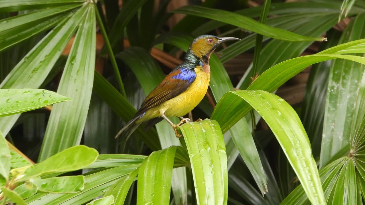 นกกินปลีอกเหลือง (Olive-backed Sunbird) # 2 