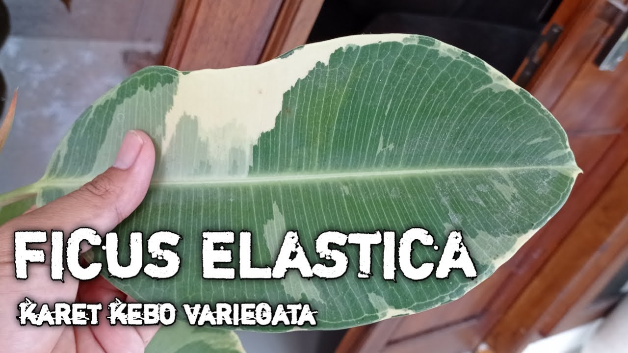 cara menanam karet kebo yang benar dan sangat mudah, ficus elastica