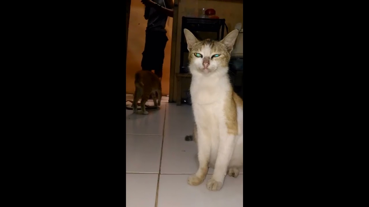 kucing tiba tiba bertingkah aneh AWALNYA DIKIRA KUCING BIASA TIBA TIBA Lihat 