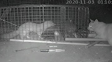 How to trap weasel with cage，It was a failure to trap the weasel 2020