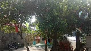 Download Lagu Jangan Tangisi Aku‼️Apakah Kamu Tau Lagu Siapa Ini MP3