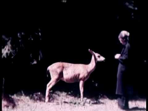 Dollboy — Dollboy - Abendmahl
