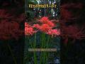 Red Spider lily #facts
