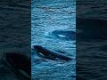 DON’T GO TO ALAKSA 😨 Unless… #alaska #whales #nature