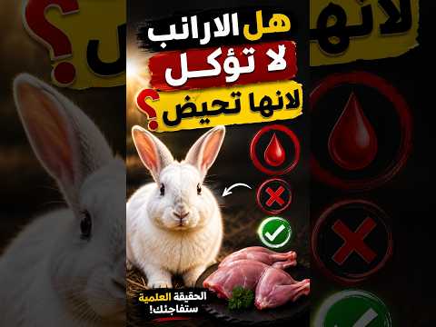 هل الارانب لا تؤكل لانها تحيض⁉️ جزء من بث مباشر #اكل_وشرب