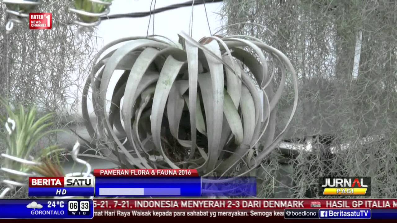 Ratusan Jenis Tanaman Dan Hewan Dipamerkan Di Lapangan Banteng