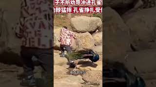 Chinese boy wrestling with peacock in a zoo in Wuxi, China #shorts #china #animal #animals #peacock