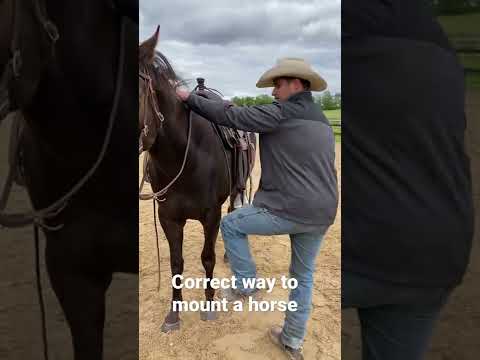 Video: Jezdecké Essentials: Horse Riding Equipment & Horse Clothing 101