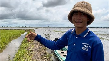 Lũ từ campuchia về đe doạ hơn 200 công ruộng lúa của bà con nông dân.