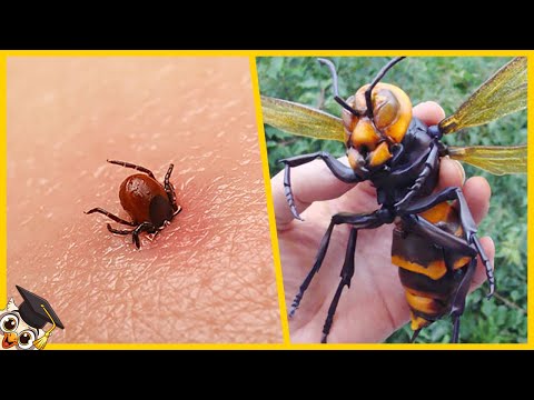 Vidéo: Les Insectes Les Plus Effrayants De La Planète