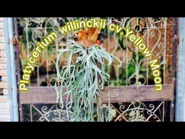 Platycerium willinckii cv.Yellow Moon 少しコンパクトに育ちます。細葉の美しいウィリンキーです。