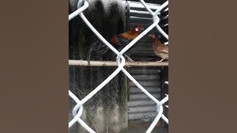 Gà rừng rặc 3 ngày chuồng .