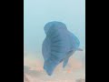 Parrotfish and Angelfish below Tom&#39;s  Harbor Channel Bridge in the Florida Keys